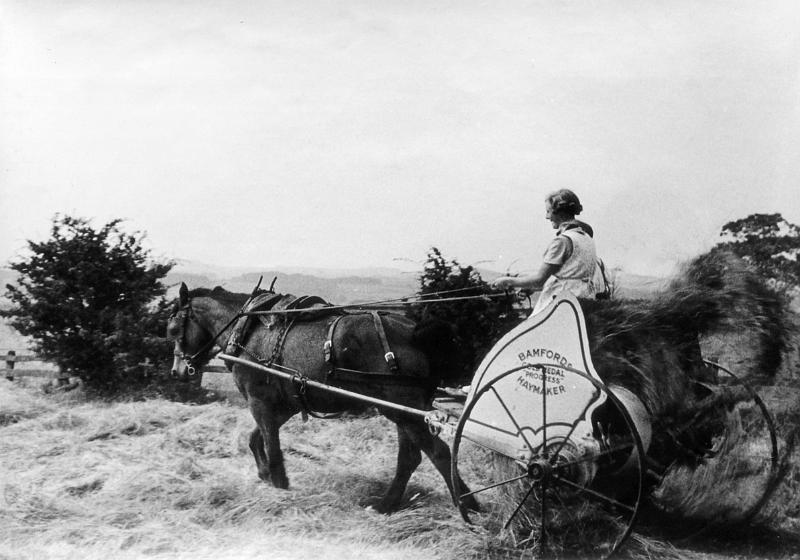 haymaking with the Bamfords Strawer.JPG - Haymaking with a Bamfords Strawer in the fields below Sour Dale Lane  ( Does anyone know  who and when ?) 